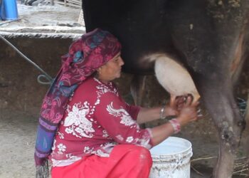 दूधको मूल्य घट्दै गएपछि रामेछापका गाईपालक किसान चिन्तित