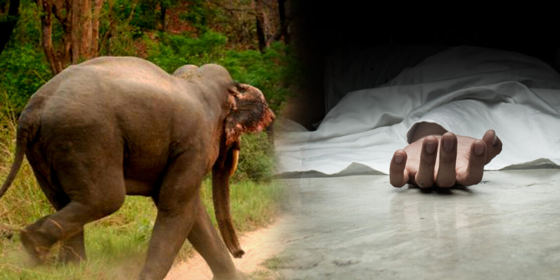 हात्तीको आक्रमणबाट महिलाको मृत्यु, श्रीमान घाइते