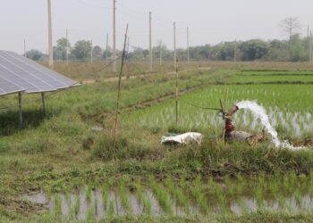 सिँचाइको व्यवस्थासँगै भरतपुरका जमिन चैते धानले हराभरा
