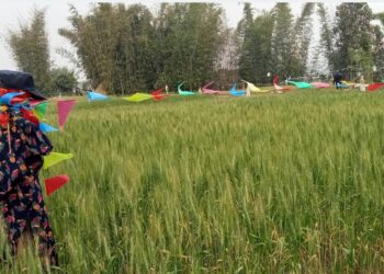 लगानी र उत्पादन सुरक्षित नभएको किसानको गुनासो