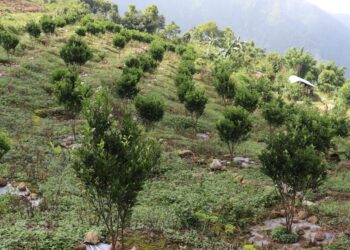 सुन्तला खेती गर्ने काभ्रेका किसानलाई उत्पादकत्व वृद्धि तालिम