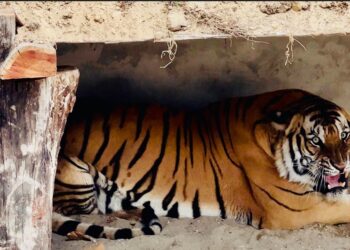 भरतपुर आउने पर्यटकले बाघ देख्न पाउने