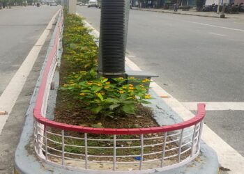 पोखरामा वृक्षरोपण क्षेत्रको पहिचान, दुई लाखभन्दा बढी बिरुवा रोपिने