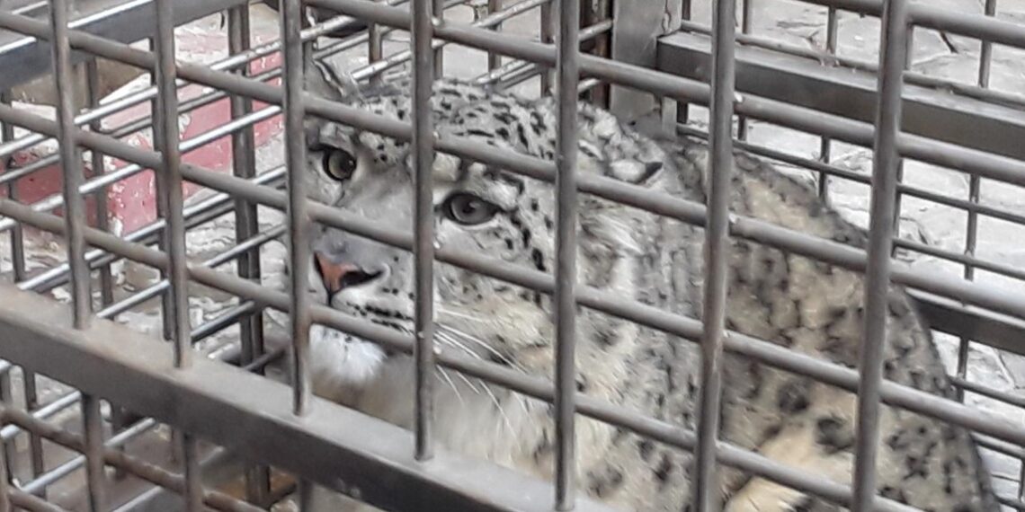 हिउँ चितुवा सर्वेक्षण : डोल्पामा एक सय २० हिउँ चितुवा