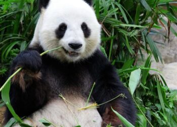 चीनमा पान्डाको सङ्ख्या एक हजार ९०० को हाराहारीमा