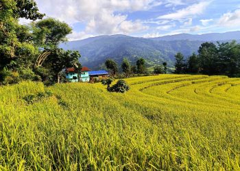 कोशी प्रदेशमा बढ्यो धान उत्पादन