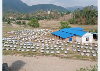 दुई दशकदेखि मौरीपालनमा रमाएका दीपकुमार