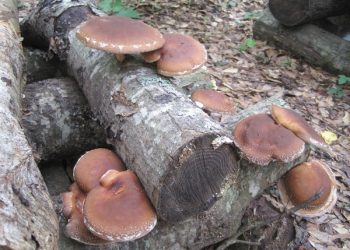 सीताकेमा भविष्य खोज्दै काफ्ले दाजुभाइ