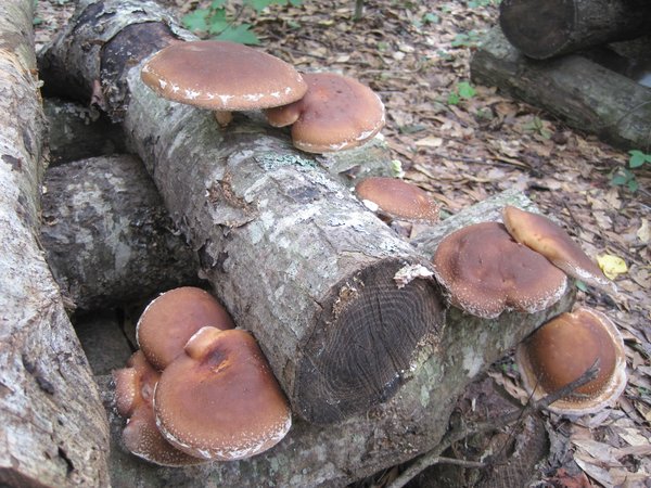 सीताकेमा भविष्य खोज्दै काफ्ले दाजुभाइ