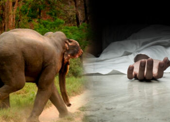 हात्तीको आक्रमणबाट महिलाको मृत्यु, श्रीमान घाइते