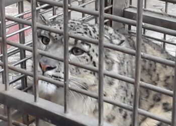 हिउँ चितुवा सर्वेक्षण : डोल्पामा एक सय २० हिउँ चितुवा