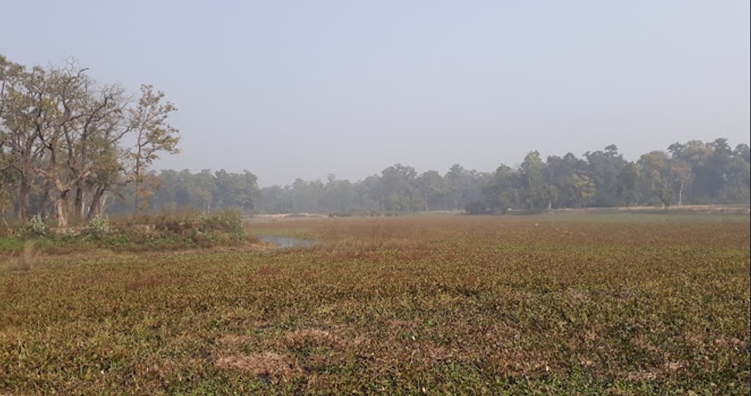 जलकुम्भीले ढाकेपछि कुरूप बन्दै पर्यटकीय क्षेत्र जाखोर ताल, पर्यटक निरास