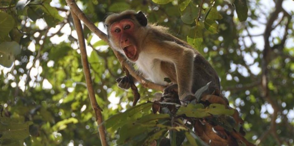 बाँदर धपाउन रुख काट्ने निर्णय