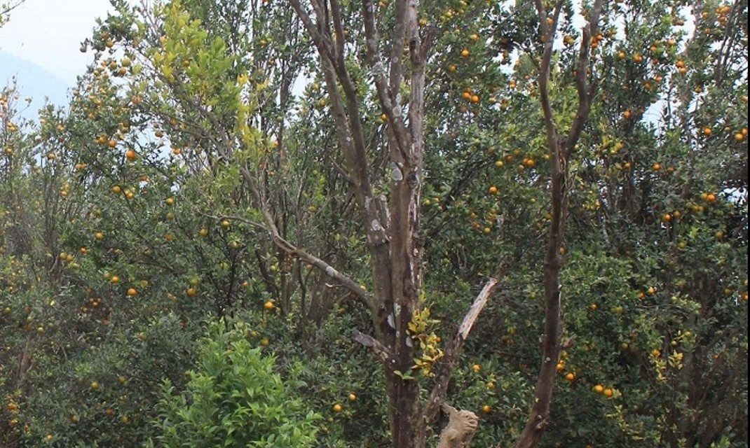 पकेट क्षेत्रमै ६० प्रतिशत घट्यो सुन्तला उत्पादन