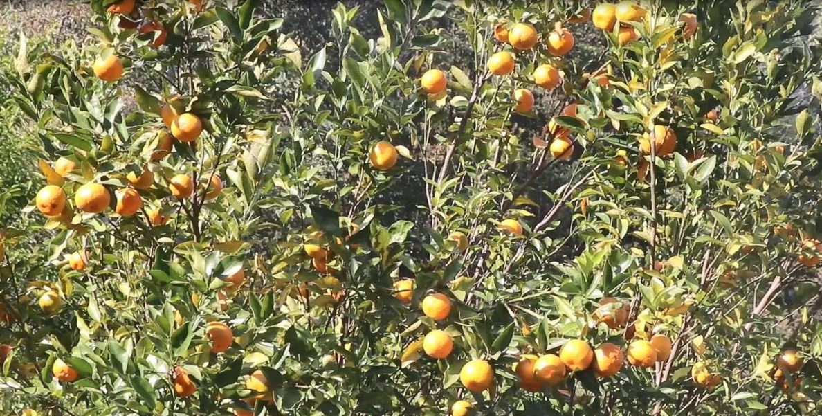 बागलुङका किसानले फलाए रु २० करोडको सुन्तला