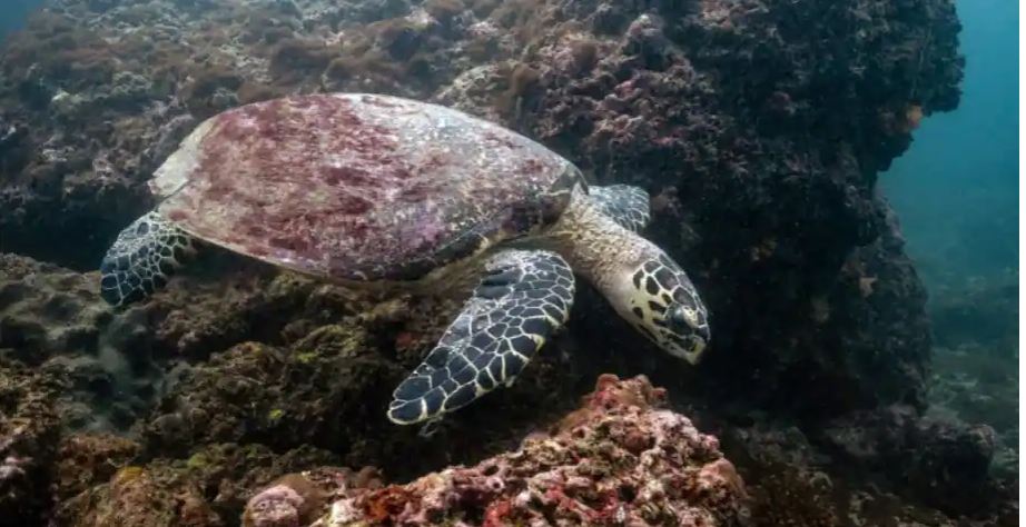 जलवायु परिवर्तन र पानीमा हुने खेलले समुद्री कछुवा जोखिममाः अध्ययन