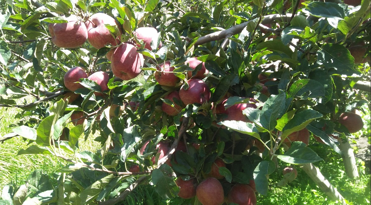 बीमा र अनुदानले स्याउ किसान लाभान्नित