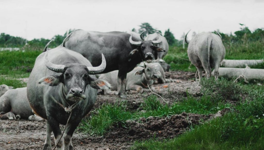 पशुपालनबाट मासिक दुई लाख बचत