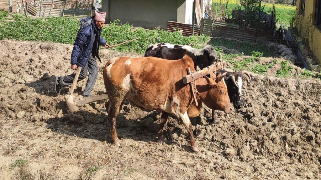 हलगोरु पाल्नेलाई जैमिनीद्वारा दश हजार अनुदान