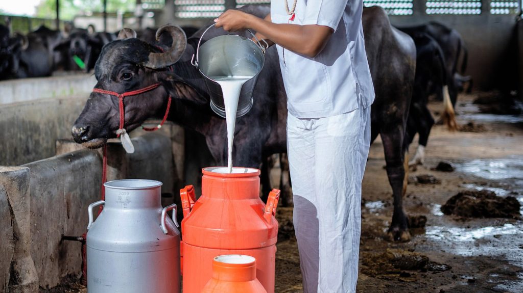 दूध बिक्री नभएपछि दैनिक ४२ लाख घाटा बेहोर्दै किसान