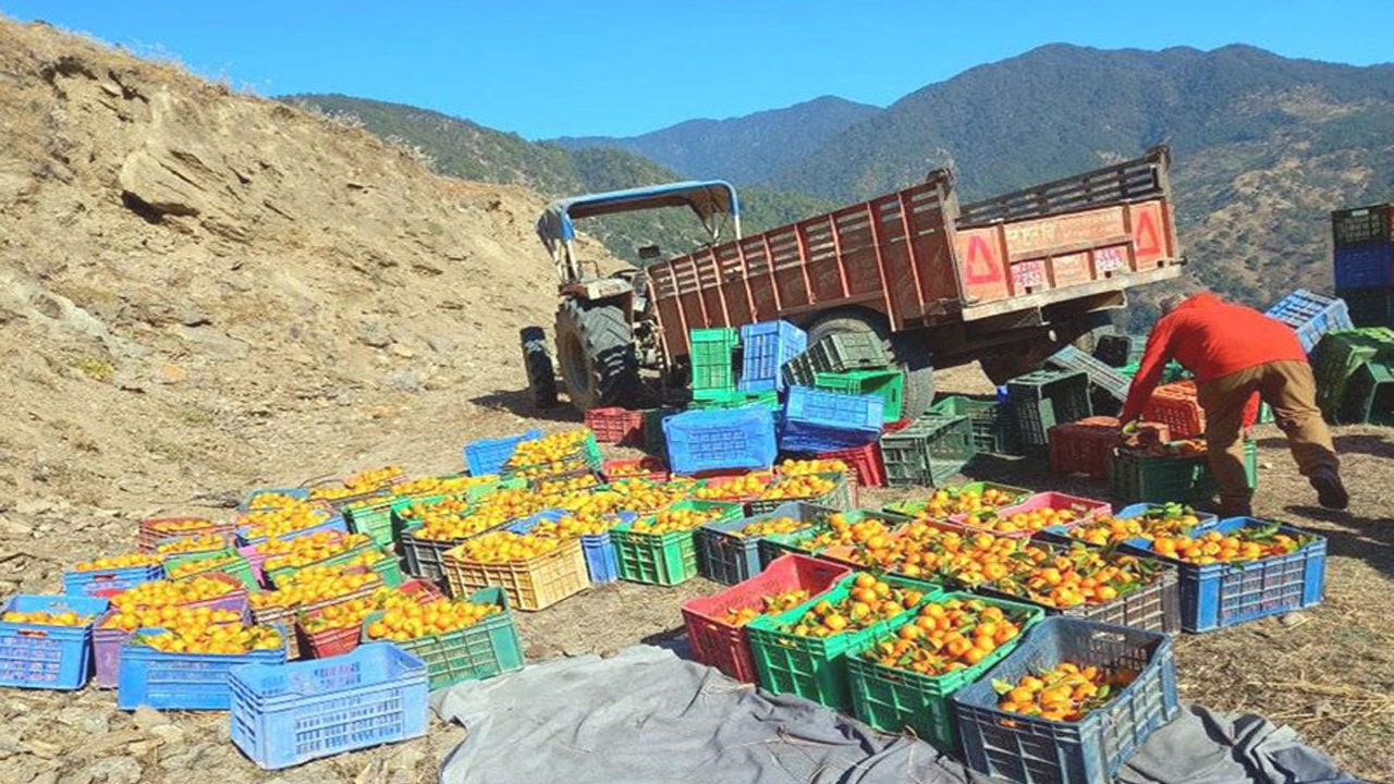 एउटै वडाबाट रु दुई करोडभन्दा बढीको सुन्तला बिक्रीको लक्ष्य