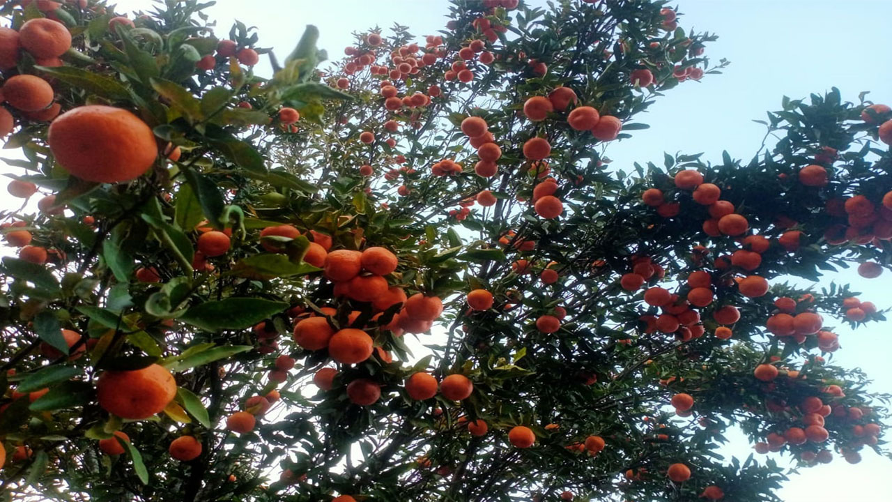 सुन्तला ढुवानी गर्न कठिनाइ