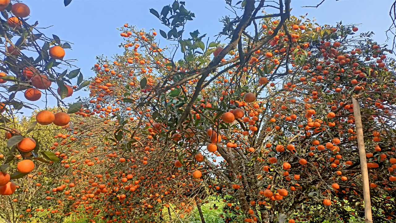 एउटै वडाबाट ११ करोडको सुन्तला बिक्री