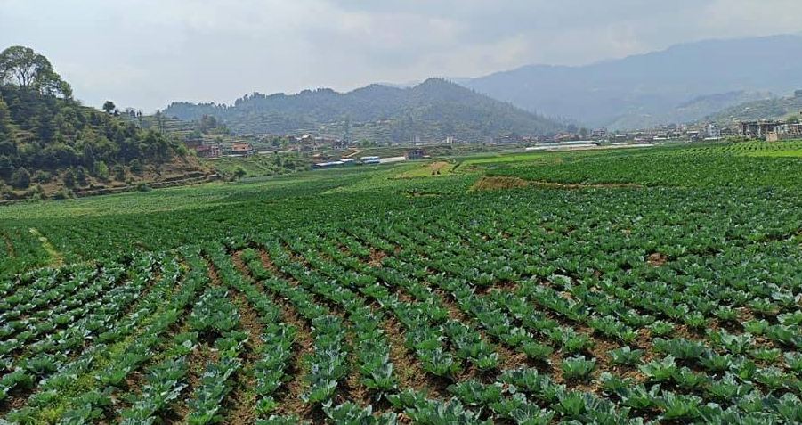 व्यावसायिक तरकारी खेतीबाट मनग्य आम्दानी