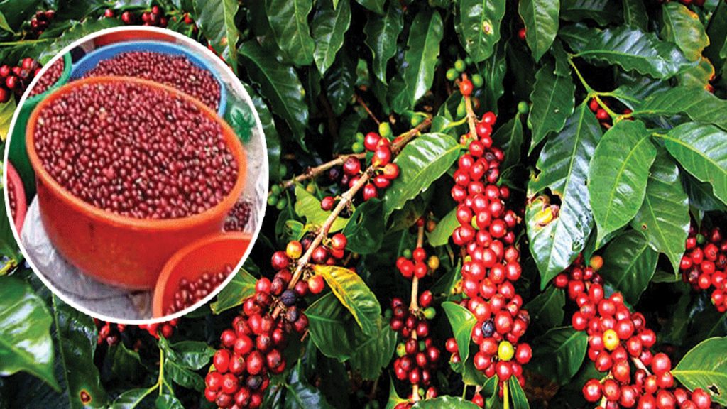 कफीखेतीबाट वार्षिक रु १३ लाख आम्दानी : ‘कृषि कर्म गरेर पनि मनग्य कमाउन सकिन्छ’