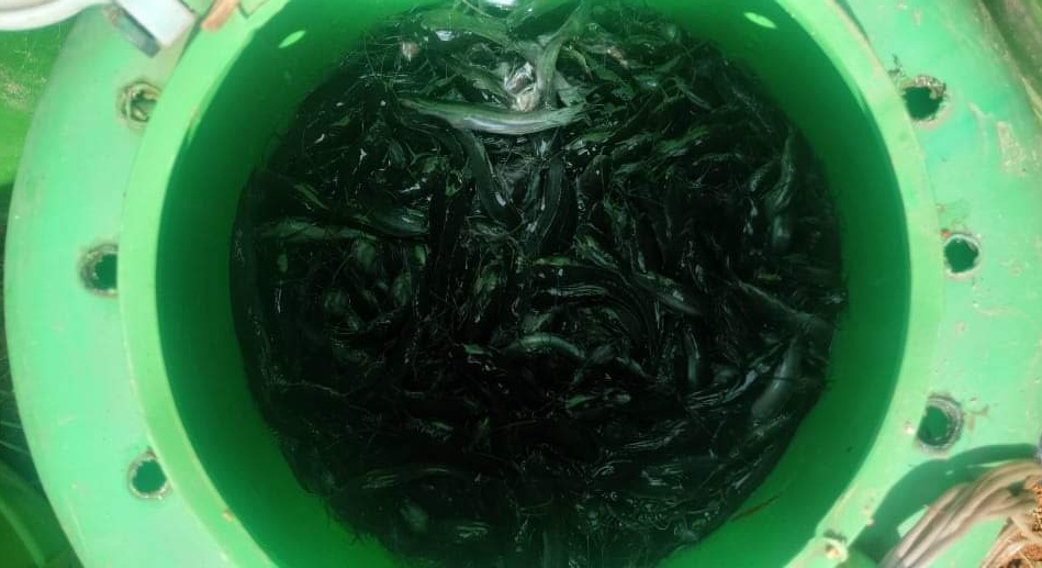 छ महिनामा साढे चार करोड माछाका भुरा वितरण