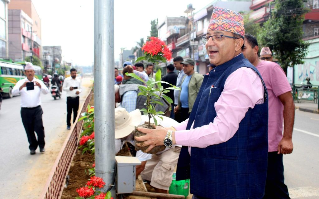 पोखराको सडक डिभाइडरमा वृक्षारोपण कार्यक्रम
