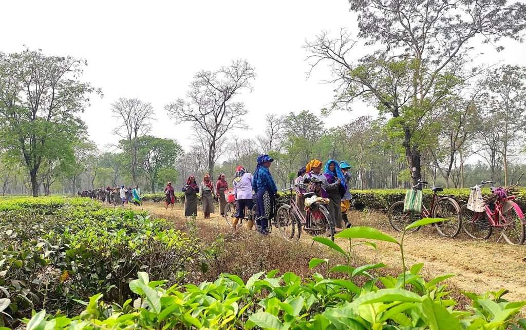 किसानलाई कृषि प्रविधि सिकाउन नमुना खेती