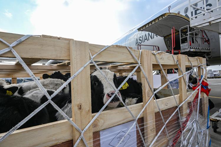 उन्नत जातका गाईको प्रगती सुनेर कोरियाका कृषिमन्त्री दंग