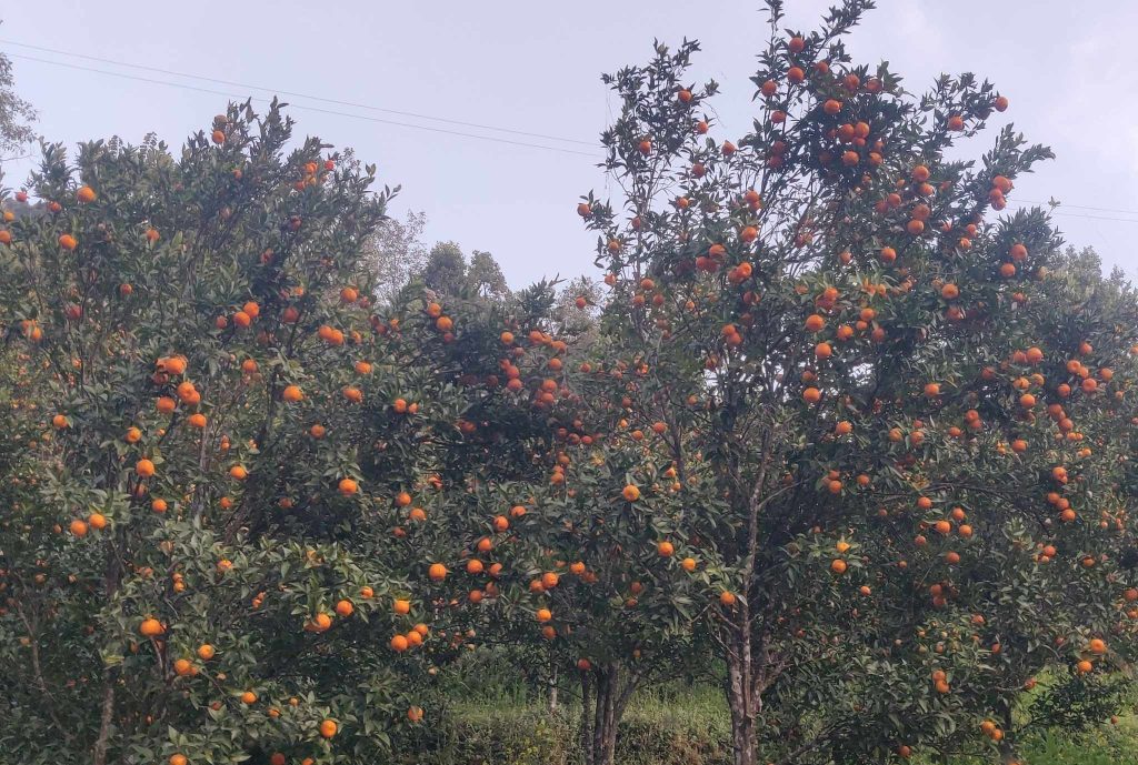 पोखरामा प्रभावकारी बन्दै ‘सुन्तला बगैँचा व्यवस्थापन प्रोत्साहन सहयोग’ कार्यक्रम
