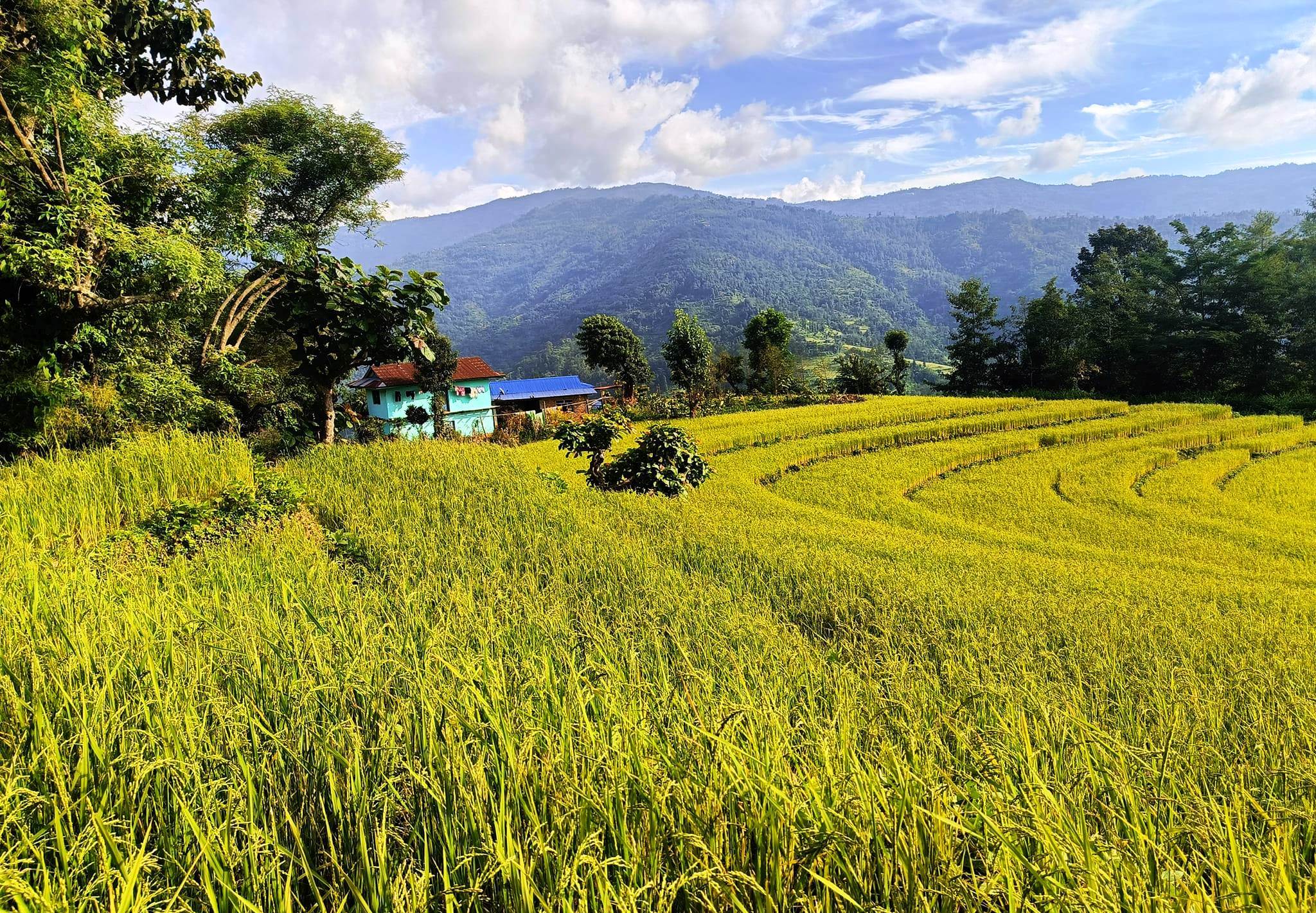 कोशी प्रदेशमा बढ्यो धान उत्पादन