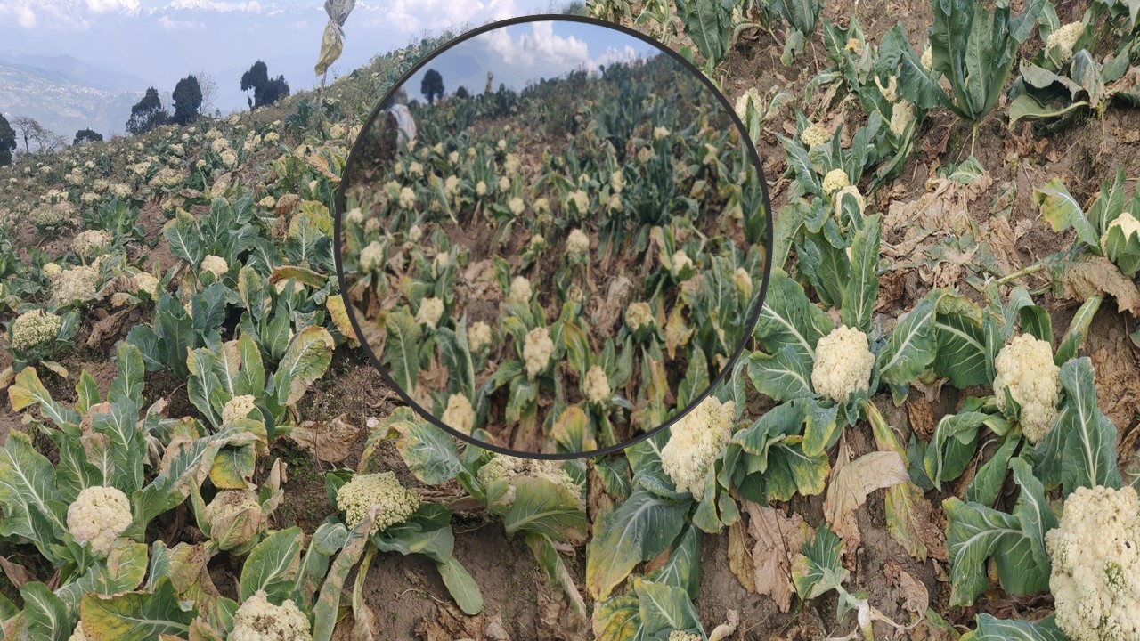 बिक्री नहुँदा एक करोडकाे तरकारी बारीमै सड्दै