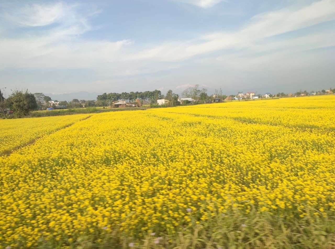 झापामा पाँच हजार आठ सय ४० हेक्टरमा तोरीखेती