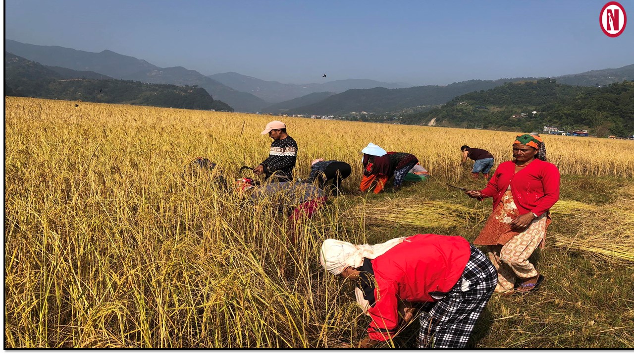 बास्ना गुमाउँदै पोखरेली ‘जेठोबुढो’