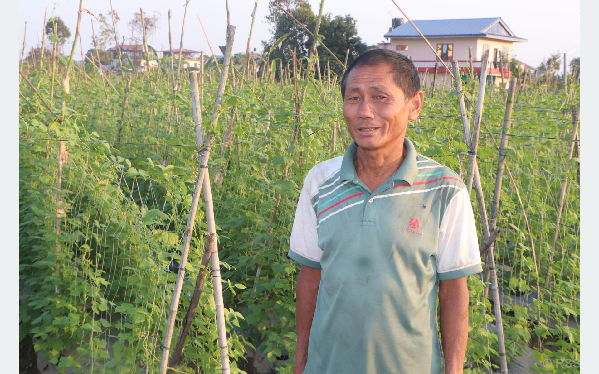 तरकारीखेतीमा रमाएका दीपबहादुर