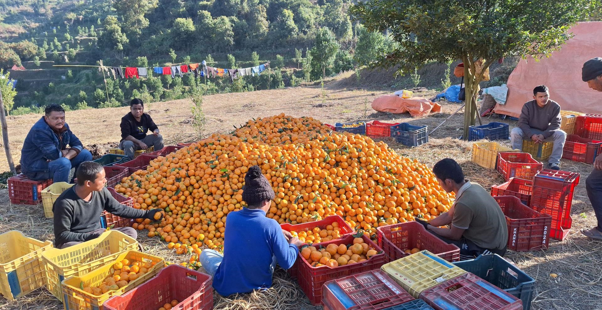 गण्डकीमा क्षेत्रफलसँगै सुन्ताला उत्पादन बढ्यो