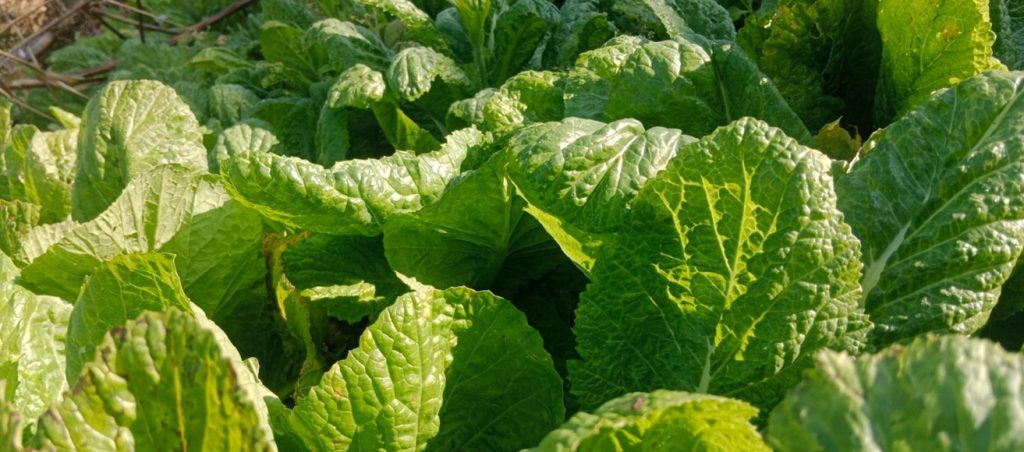 साग बिक्रीबाट तीनमहिनामा तीन लाख आम्दानी