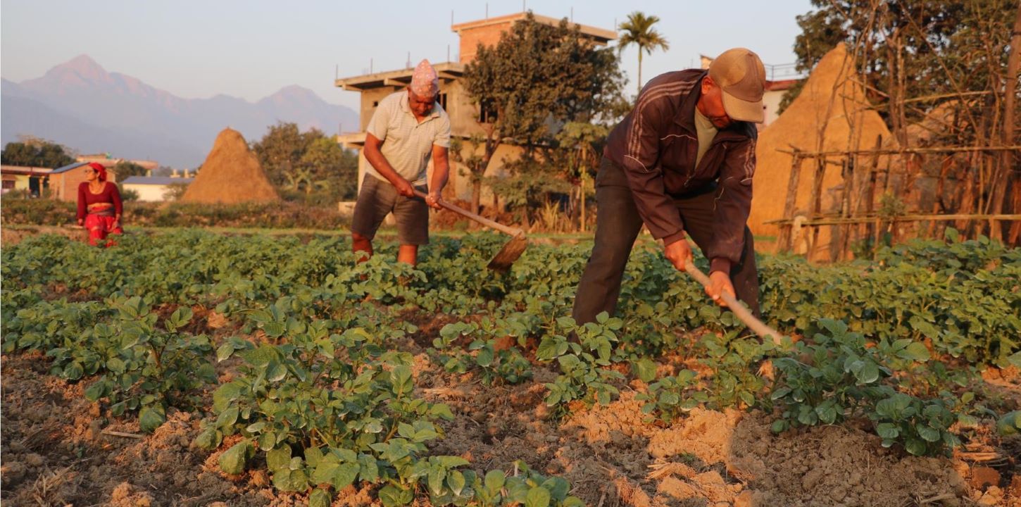 नवलपुरमा विस्तार हुँदै आलुखेती