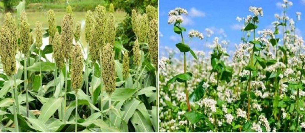 उदयपुरका पहाडी क्षेत्रमा जुनेलो, फापर र गहत लोप हुँदै