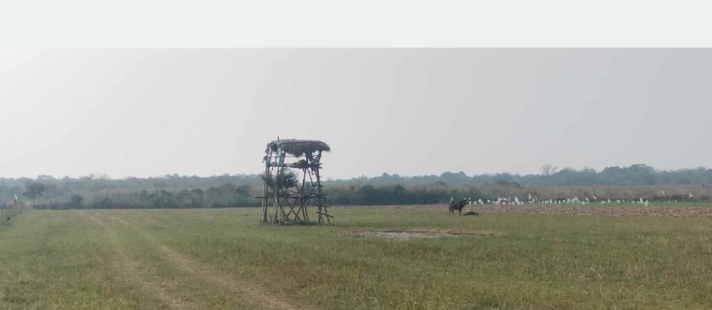 जङ्गली जनावरबाट किसानलाई बाली जोगाउन सकस