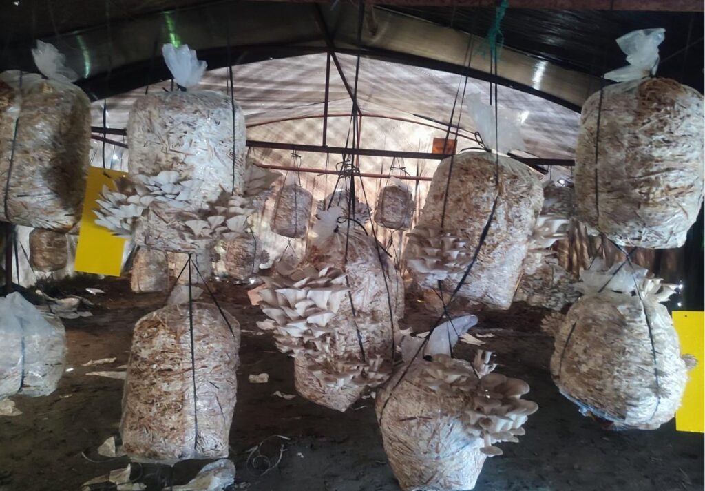 च्याउ खेतीबाट मनग्य आम्दानी