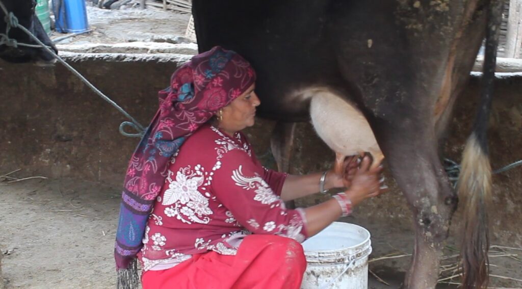 दूधको मूल्य घट्दै गएपछि रामेछापका गाईपालक किसान चिन्तित