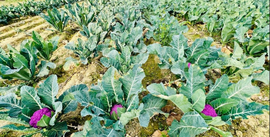 काभ्रेमा फागुन पहिलो साता बृहत् कृषि महोत्सव