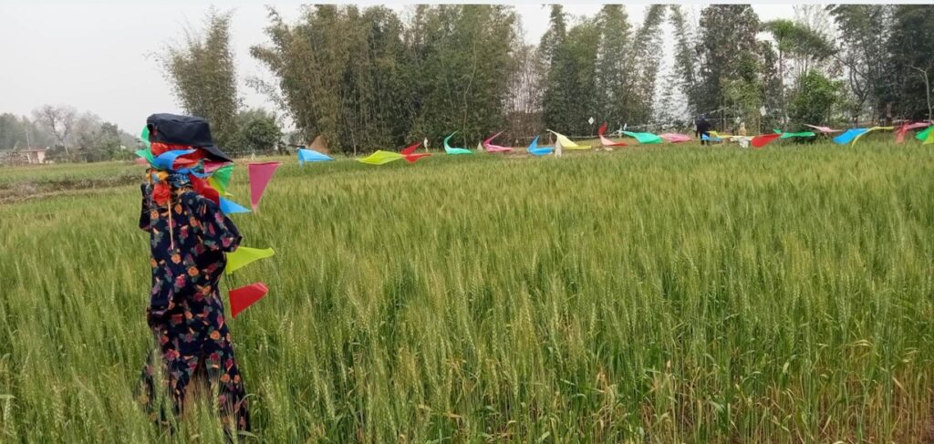 लगानी र उत्पादन सुरक्षित नभएको किसानको गुनासो