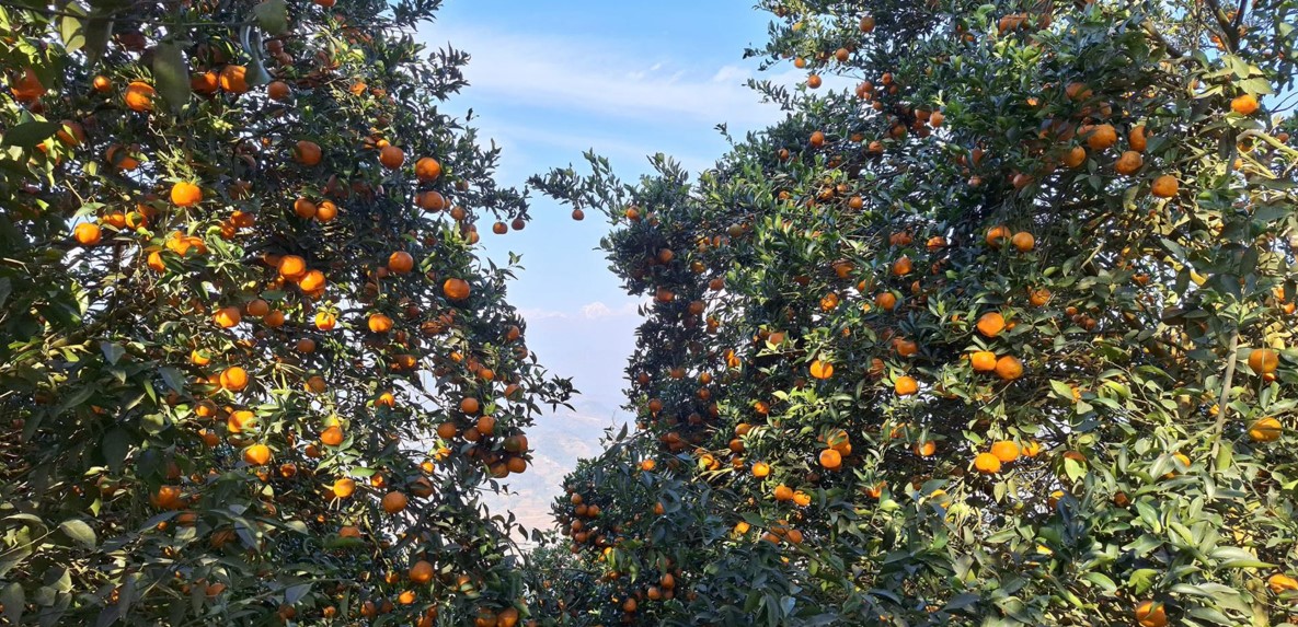 सुन्तला बेचेर कमलले कमाउनुभयो ४० लाख