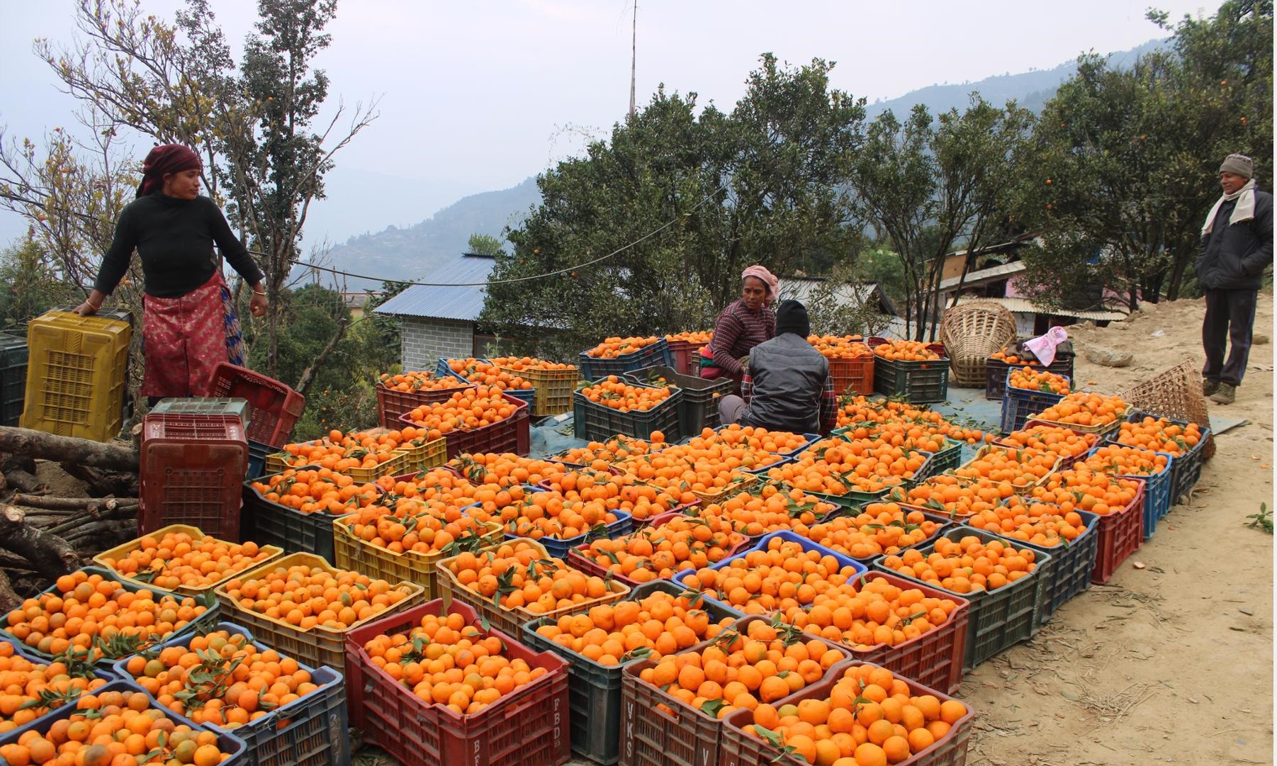 बाँसखर्कका सुन्तला ढुवानी गर्न सडक मर्मत गरिँदै